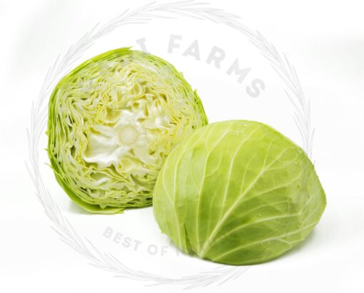 Cabbage