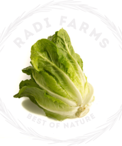 Baladi Lettuce