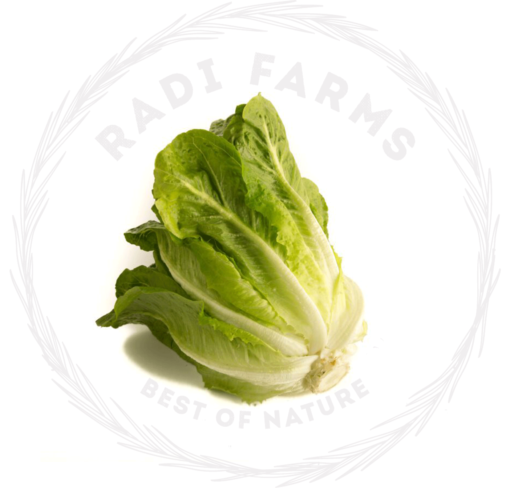 Baladi Lettuce