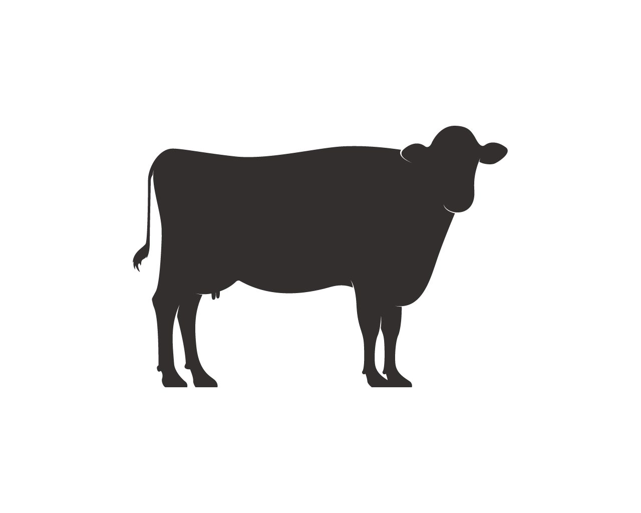 Bull - Radi Farms