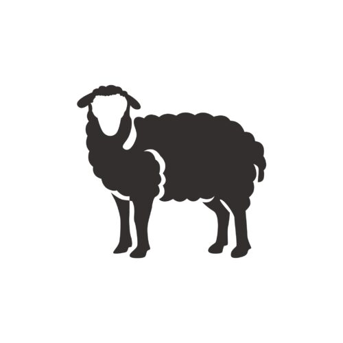 Balady Sheep