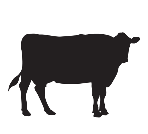 Bull- Radi Farms