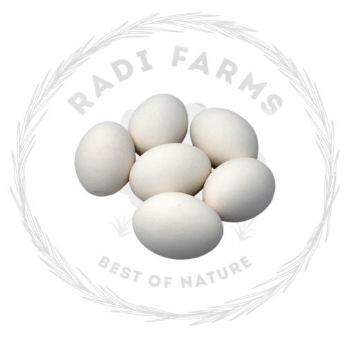 White Eggs - بيض أبيض
