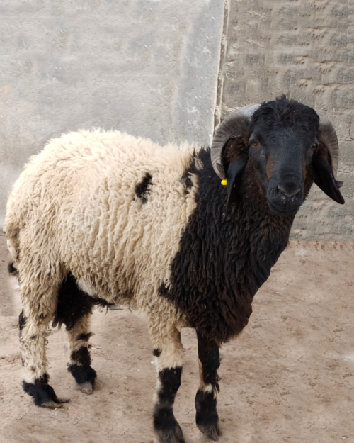 Barki Sheep standing at Radi Farms