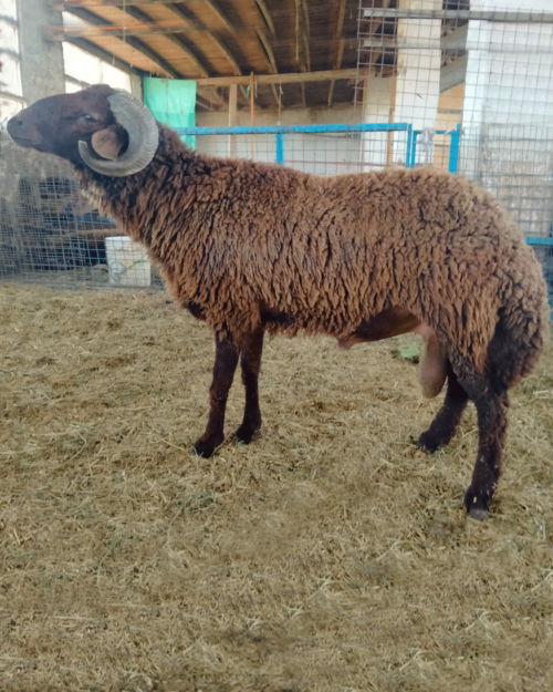 Baladi Sheep standing at Radi Farms