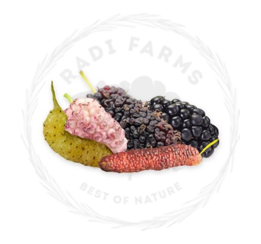 Mix Berries - توت ميكس
