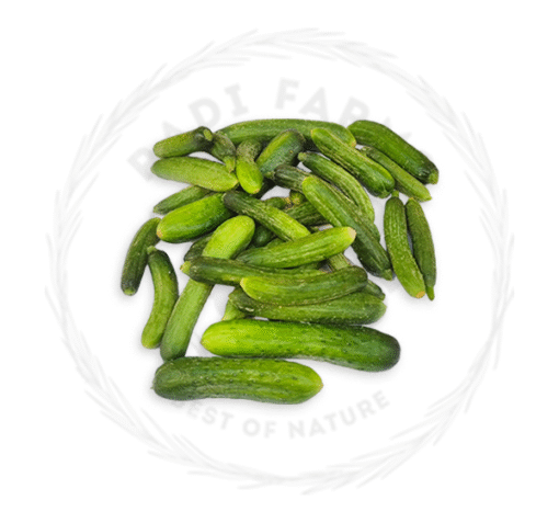 Pickling Cucumber - خيار تخليل