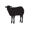 Mixed Assaf Sheep – خرفان خليط عساف
