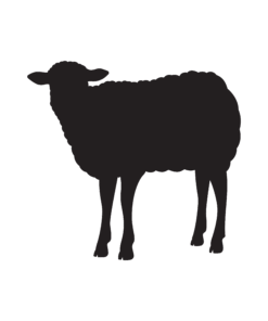 Mixed Assaf Sheep – خرفان خليط عساف