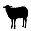 Mixed Assaf Sheep – خرفان خليط عساف