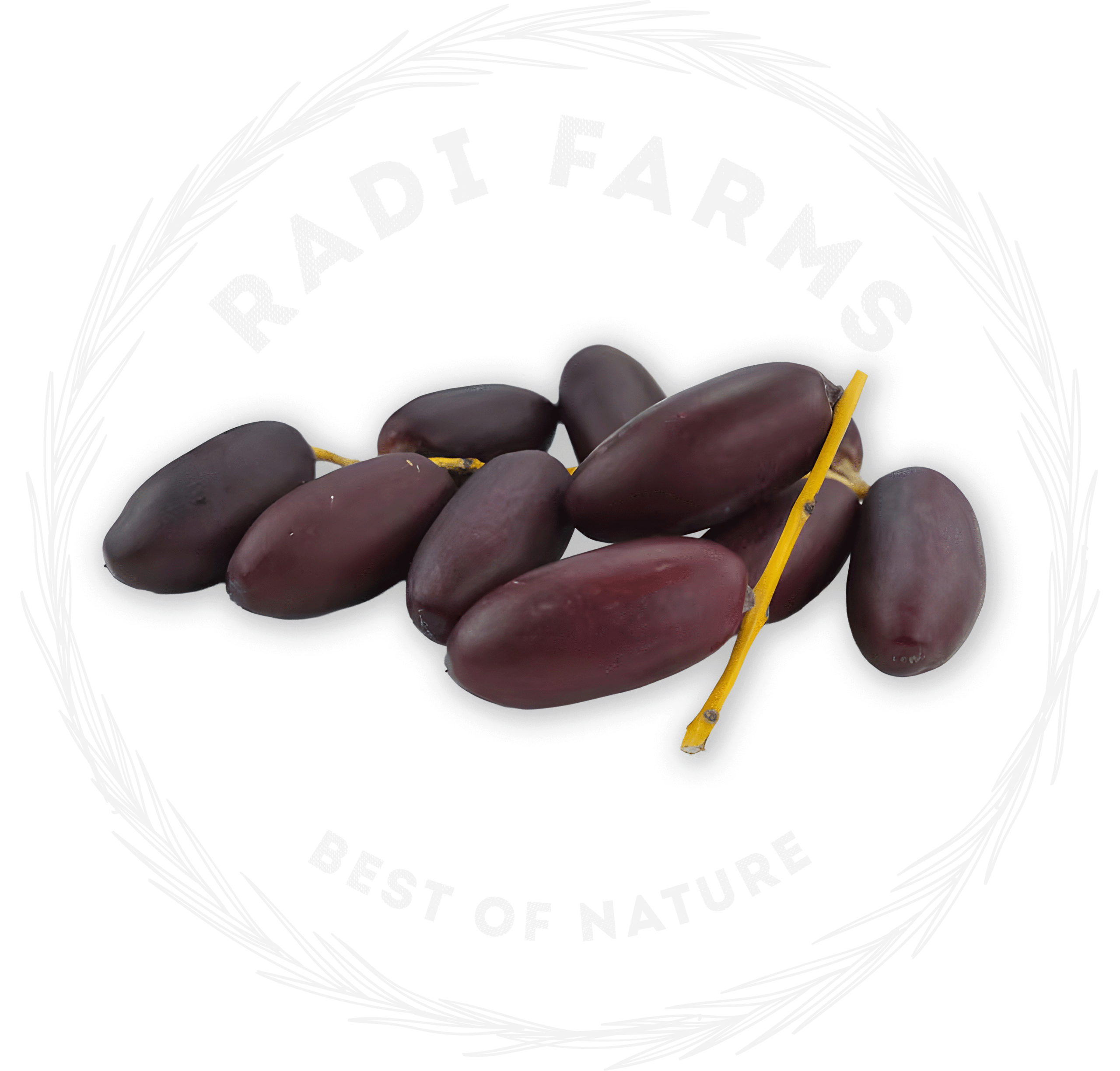 Rutab Dates - بلح رطب حياني
